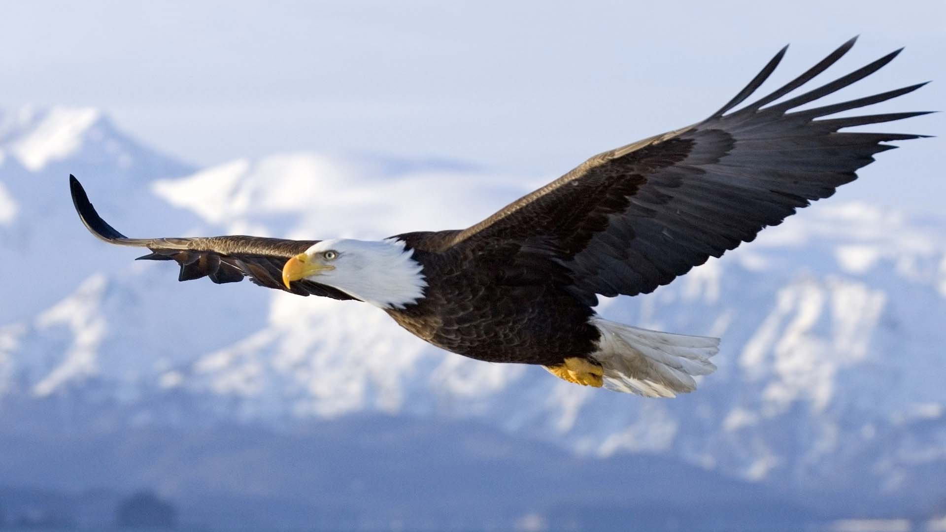 Eagle-Symbol-Of-Nature-Latest-HD-Wallpapers-Free-Download-10